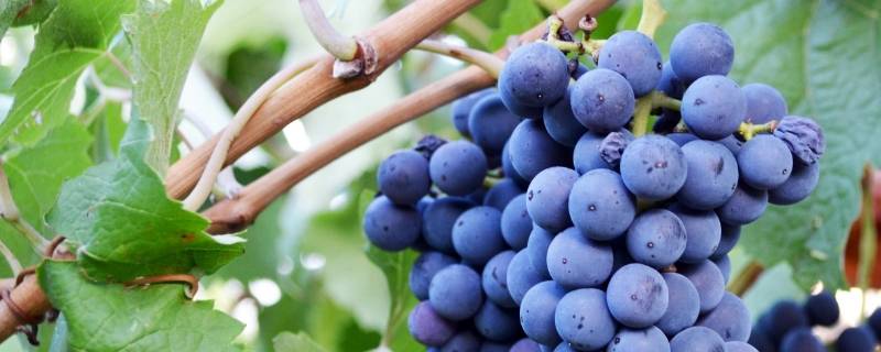 葡萄是感光水果吗