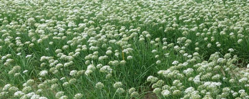 韭菜花怎么摘洗