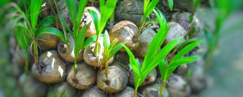 椰子里面有个球是什么