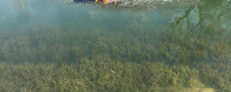 扬子鳄所在的生态系统