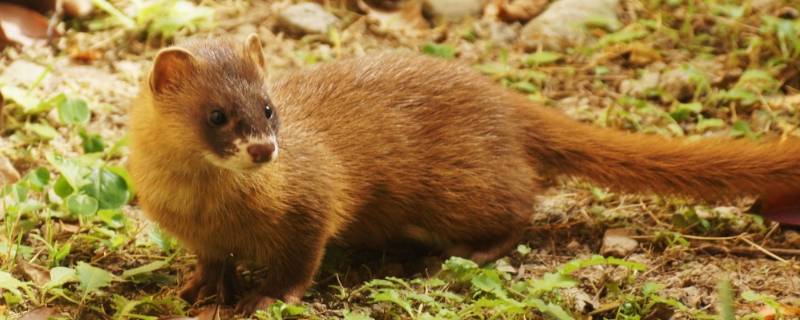 黄鼠狼吃鸡肉还是吸血