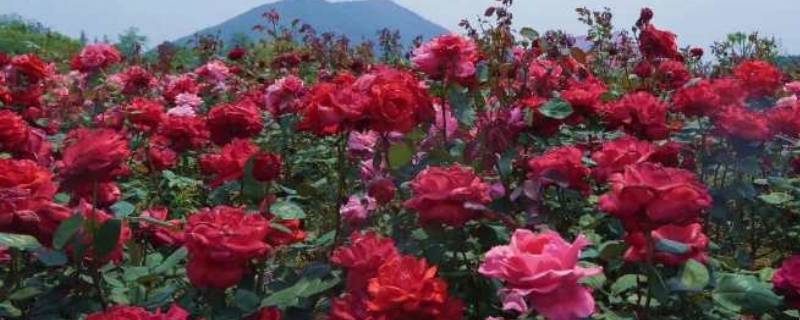 芈月山玫瑰谷在哪个省