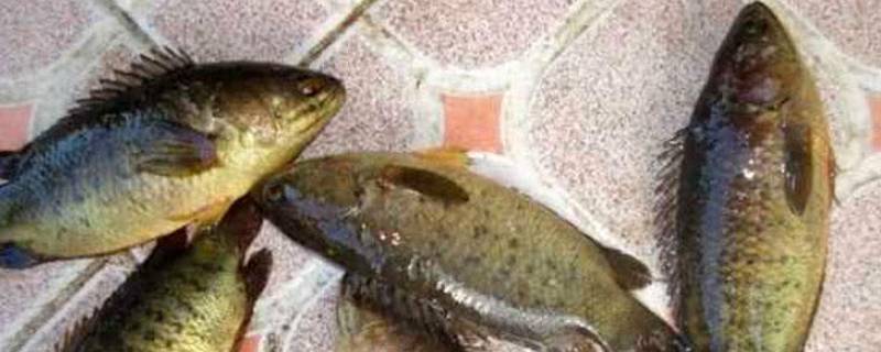 过山鲫为什么没人吃