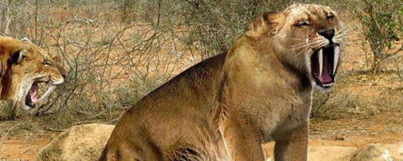 剑齿虎灭绝了没有