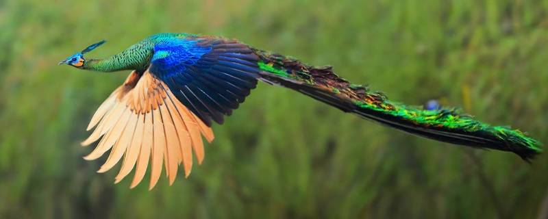 绿孔雀是不是云南濒危野生动物