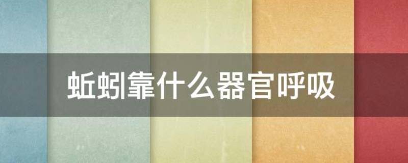 蚯蚓的呼吸器官