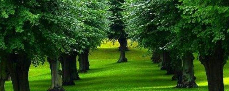 介绍树木的一段话