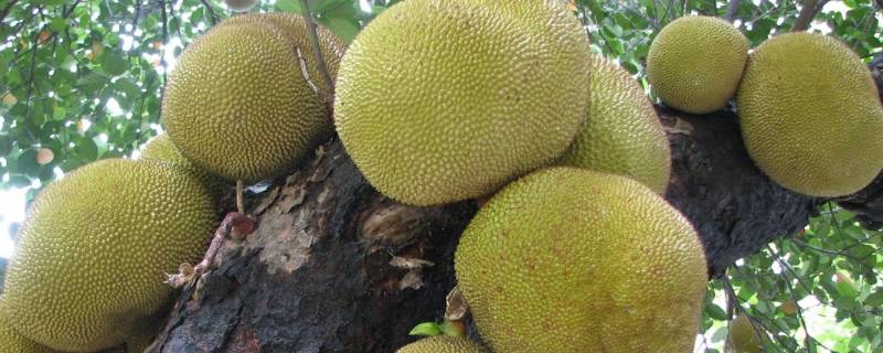 菠萝蜜肉可以冷冻保存吗