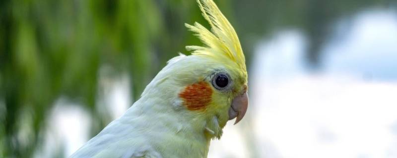 黄化玄凤鹦鹉会说话吗