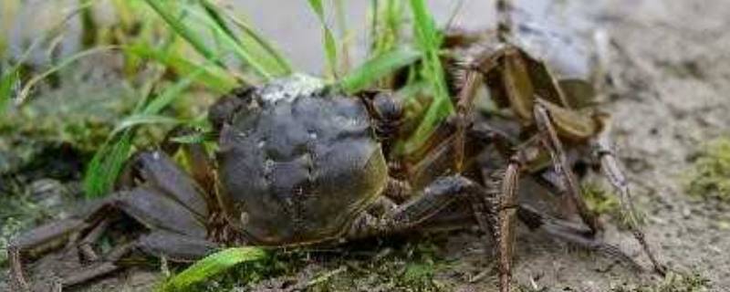 河蟹钳子为什么有毛