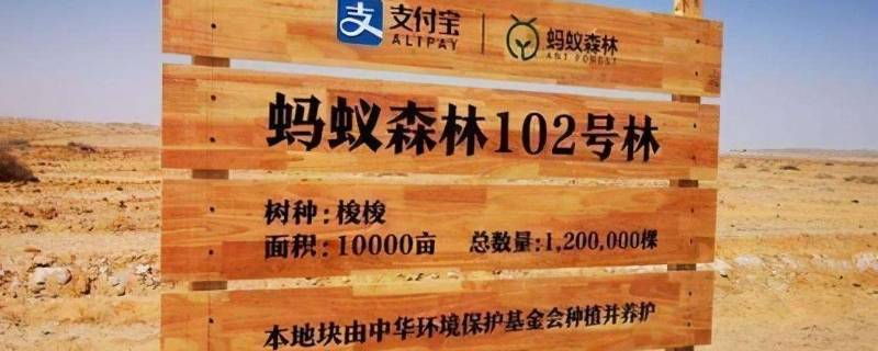 蚂蚁森林山桃可以合种吗