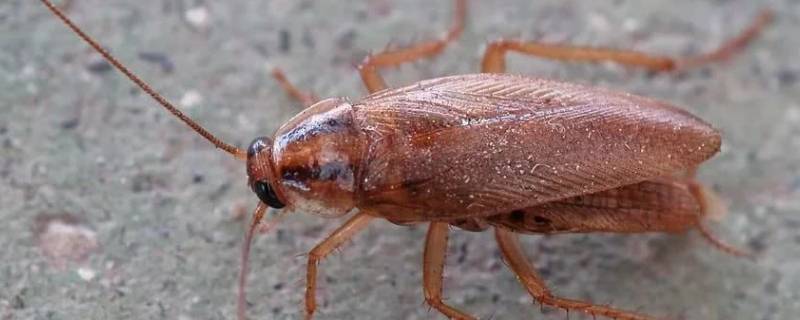 蟑螂用脚踩死了还会繁殖吗