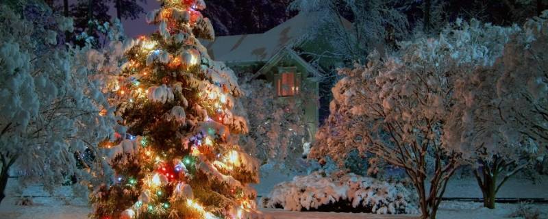 圣诞树是松树还是柏树