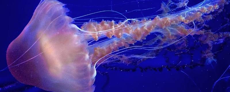水母分公母吗