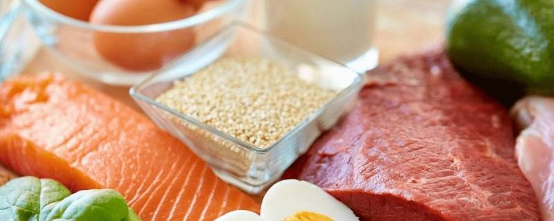 动物性蛋白质有哪些