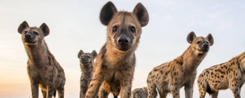 鬣狗是猫科还是犬科