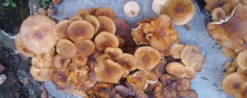 松树菌放在冰箱能储存多久