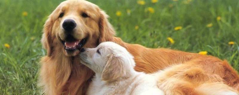 狗是啮齿类动物吗