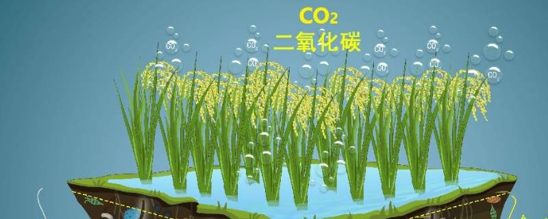 人为固碳的方式有哪些