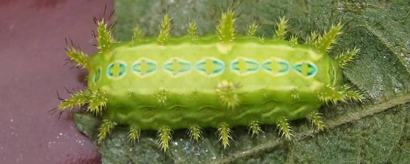 枣树上长的蜇人的虫子叫什么