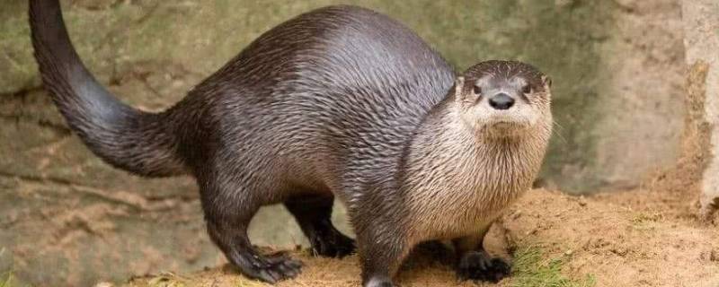 水獭是保护动物吗