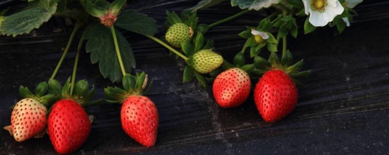 草莓什么季节吃