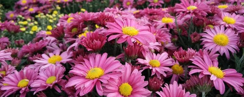 菊花在什么季节开放