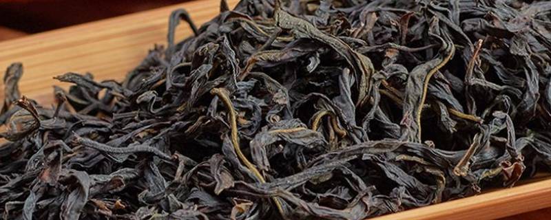 凤凰单丛是什么品种的茶