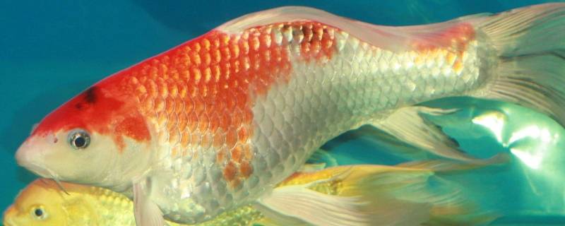 鱼外形的共同特征有哪些