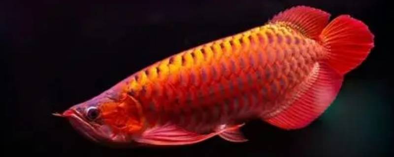 金龙鱼可以吃吗