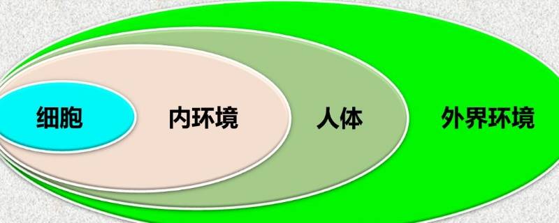 尿素属于内环境吗