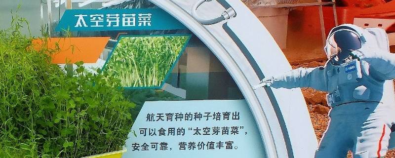 太空种子能长出什么