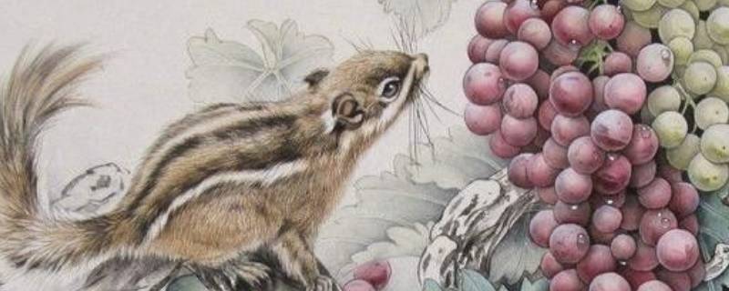 松鼠葡萄寓意