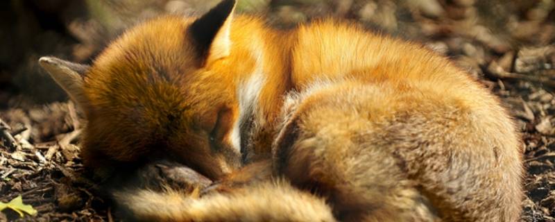 狐狸是兽类吗