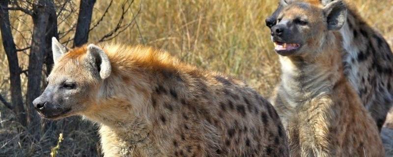 鬣狗为什么不攻击人类