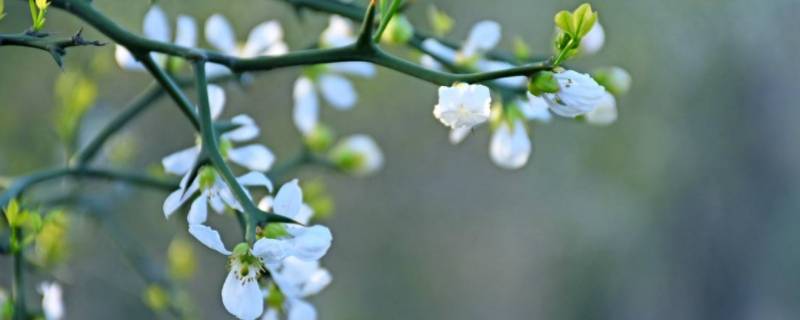 枳花什么季节开放