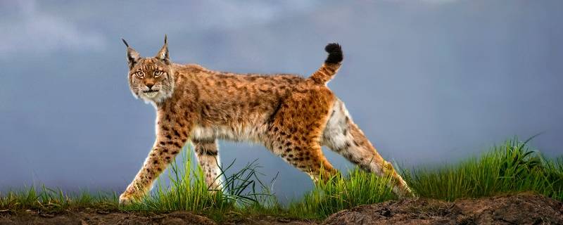 猞猁在什么生态系统