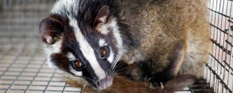 果子狸喜欢的食物