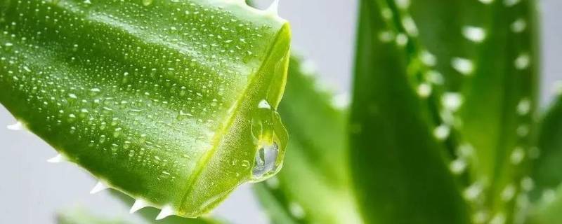 家里种的芦荟可以直接用吗