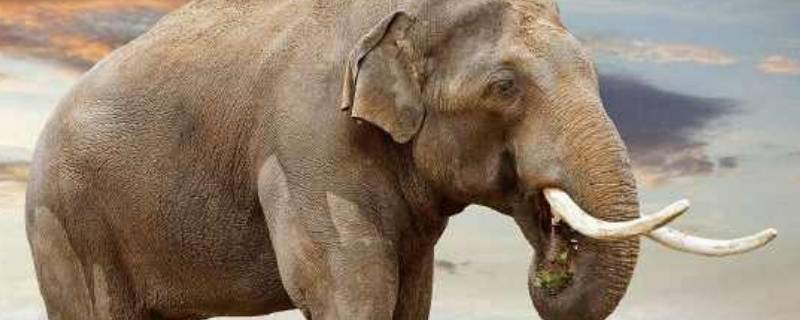 亚洲象迁徙的原因