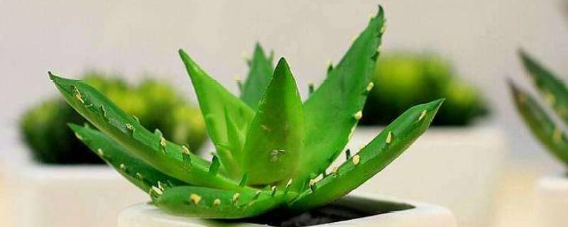 芦荟能除甲醛净化空气么