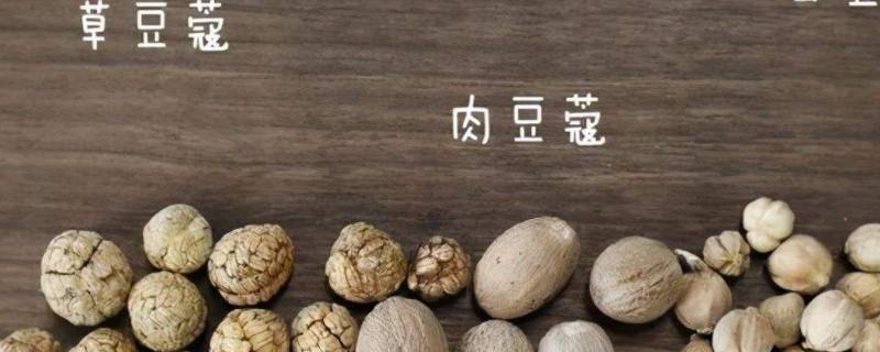 草豆蔻别名