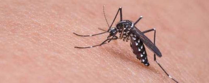 容易在卧室出现的虫子有哪些