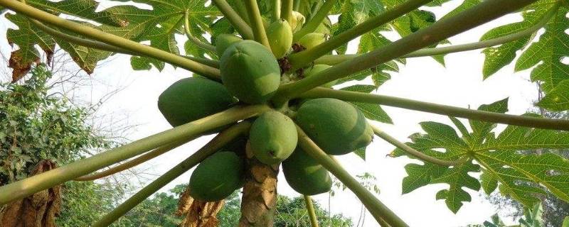 为什么家里不能种木瓜树