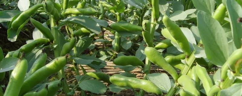 蚕豆是坚果类吗