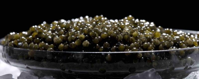 鱼子酱是什么鱼的卵