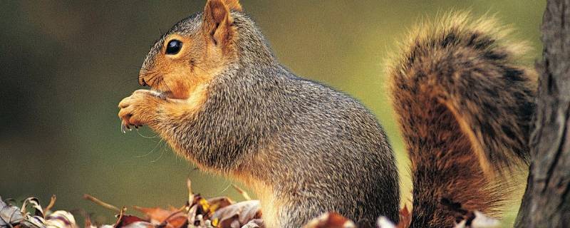 松鼠的特点是什么