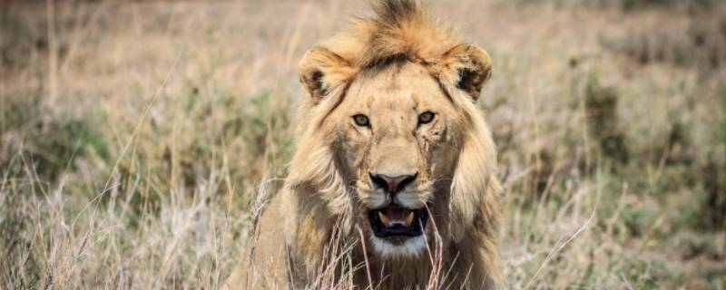 狮子是一头还是一只