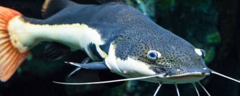 二须鲶鱼为什么不能吃