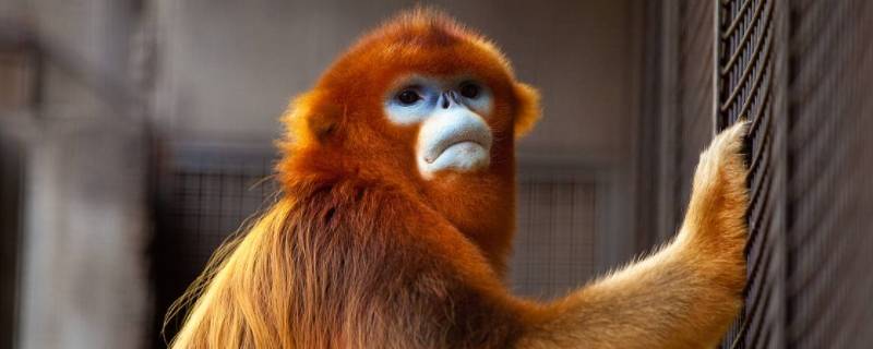 黔金丝猴生活在武陵山脉的什么地方